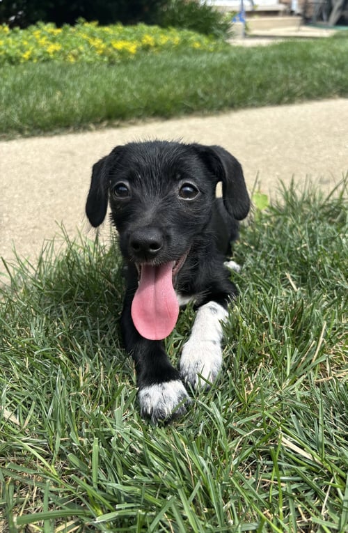 LUNA - Terrier for adoption in Naperville
