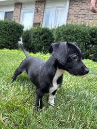 Luna - Photo 2