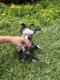 Luna - Photo 3