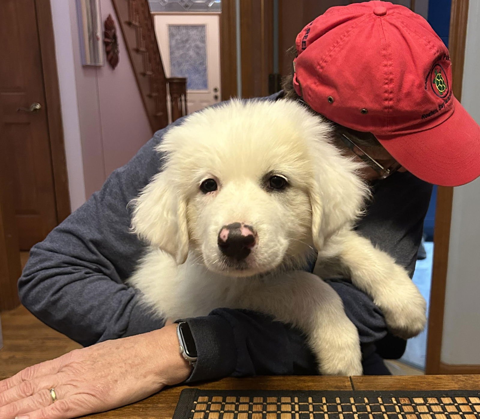 HARPER - Great Pyrenees available for adoption