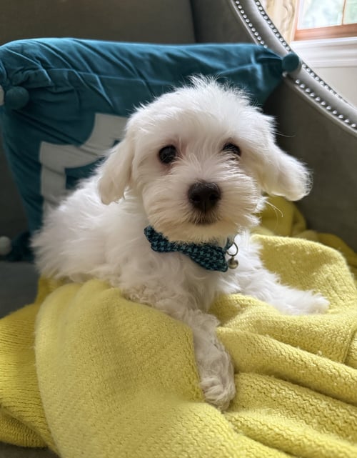 BILLIE - Maltese / Poodle (Miniature) available for adoption