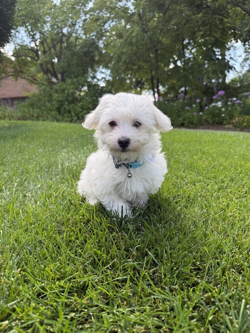 BILLIE - Maltese / Poodle (Miniature) available for adoption
