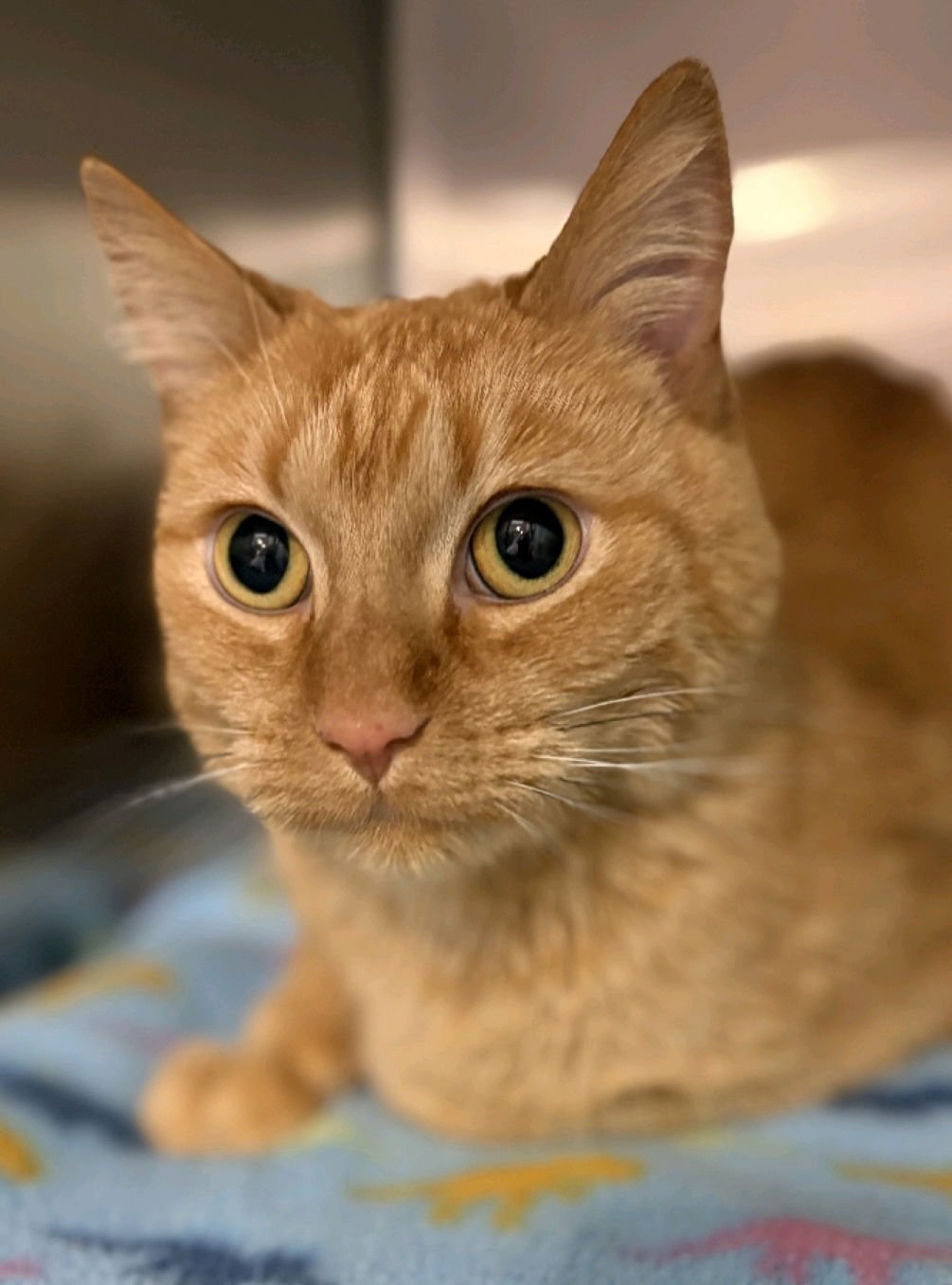 ANDREW - Domestic Short Hair available for adoption