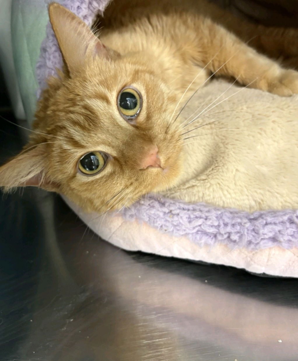 ANDREW - Domestic Short Hair available for adoption