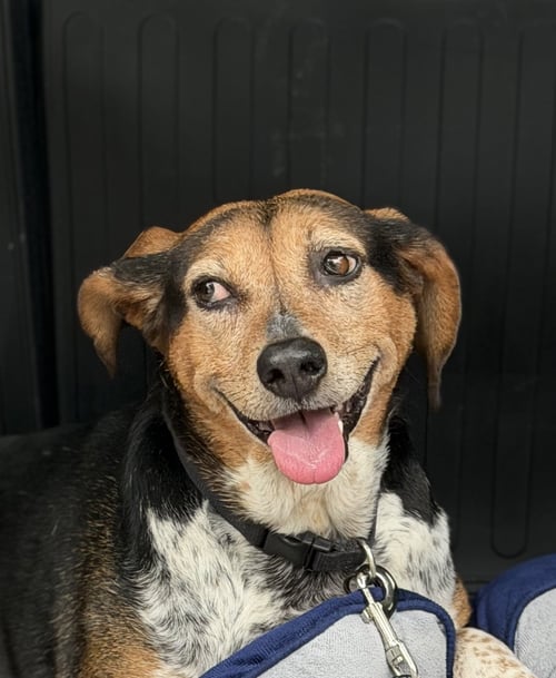 SHYE (ANGEL) - Beagle for adoption in Naperville