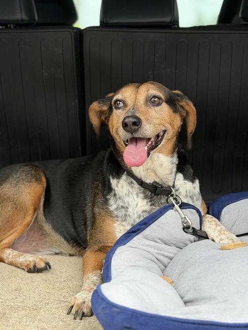 SHYE (ANGEL) - Beagle available for adoption