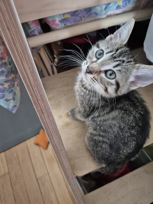 WOOL - Domestic Short Hair for adoption in Naperville