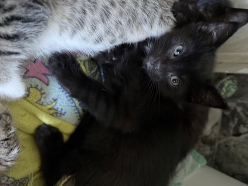 ROUGH - Domestic Short Hair for adoption in Naperville