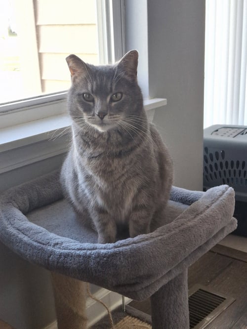 ELOWYN - Domestic Short Hair available for adoption