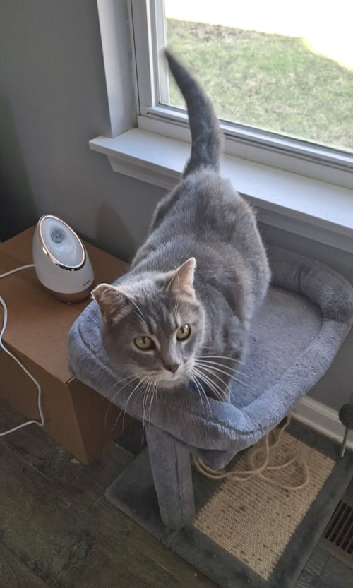 ELOWYN - Domestic Short Hair available for adoption