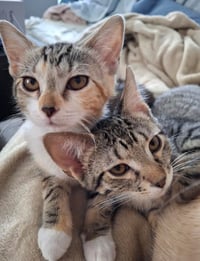 Taylor and Titus (bonded pair) - Photo 1