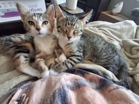 Taylor and Titus (bonded pair) - Photo 3