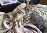 Taylor and Titus (bonded pair) - Photo 4