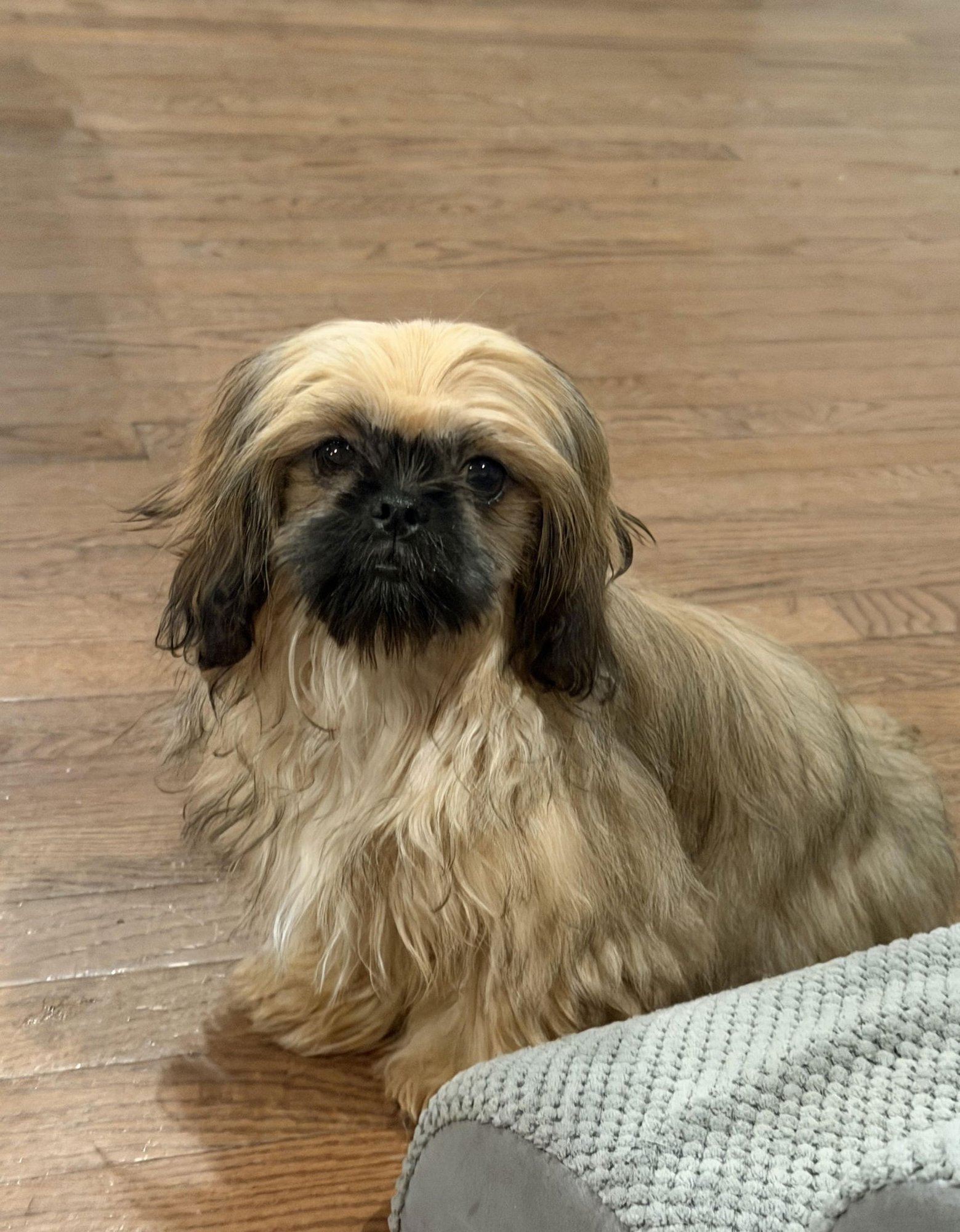 LUCA - Shih Tzu available for adoption