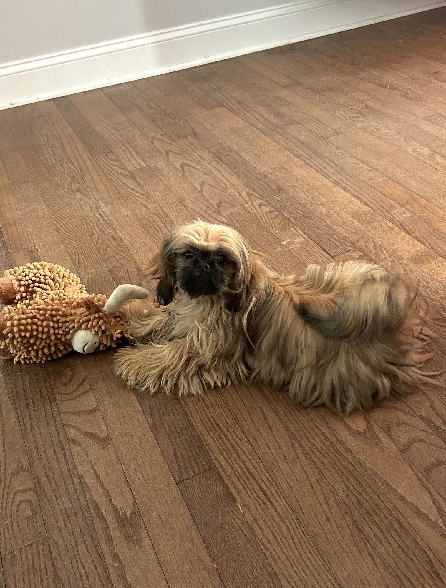 LUCA - Shih Tzu available for adoption