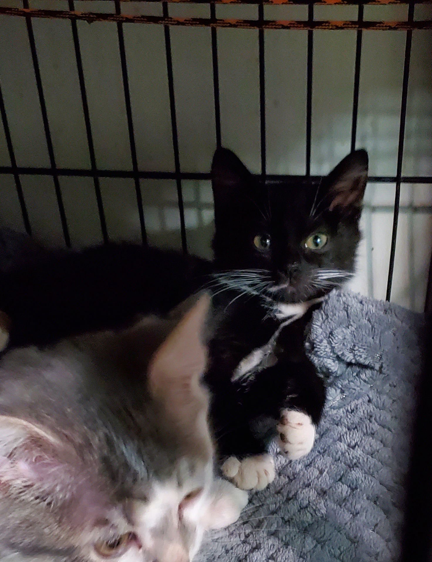 QUESARITO - Domestic Short Hair available for adoption