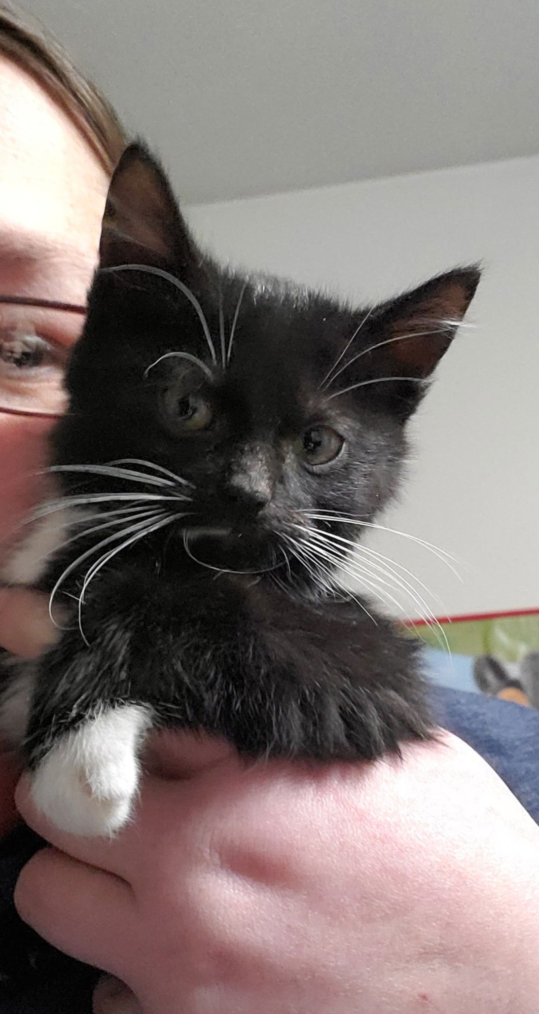 QUESARITO - Domestic Short Hair available for adoption