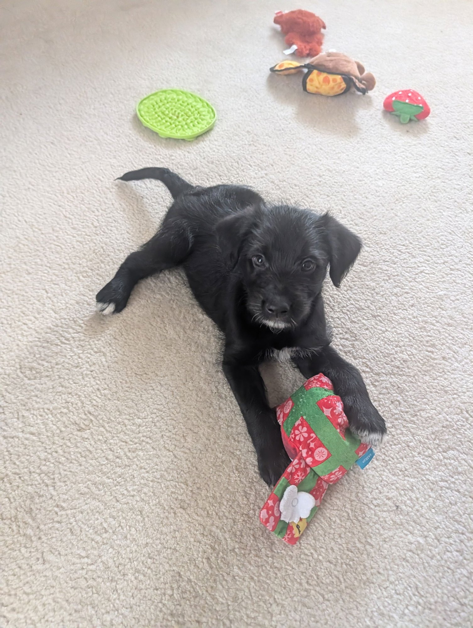 MILO - Labrador Retriever / Poodle (Standard) available for adoption