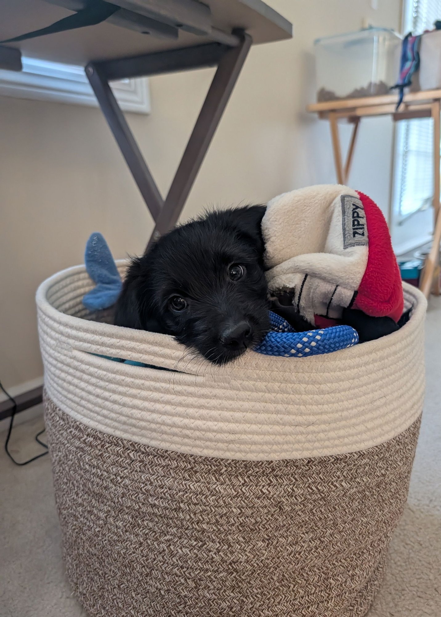 MILO - Labrador Retriever / Poodle (Standard) available for adoption