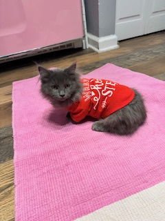 TOAD - Domestic Long Hair / Bobtail available for adoption