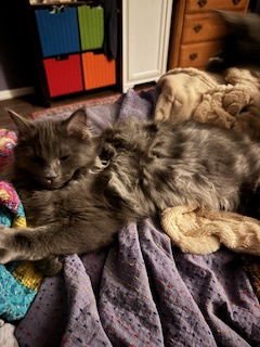 TOAD - Domestic Long Hair / Bobtail available for adoption