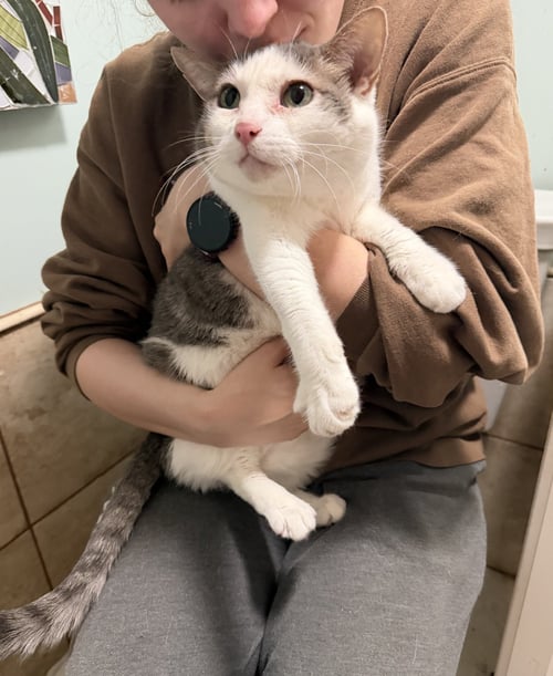 MAMA - Domestic Short Hair available for adoption