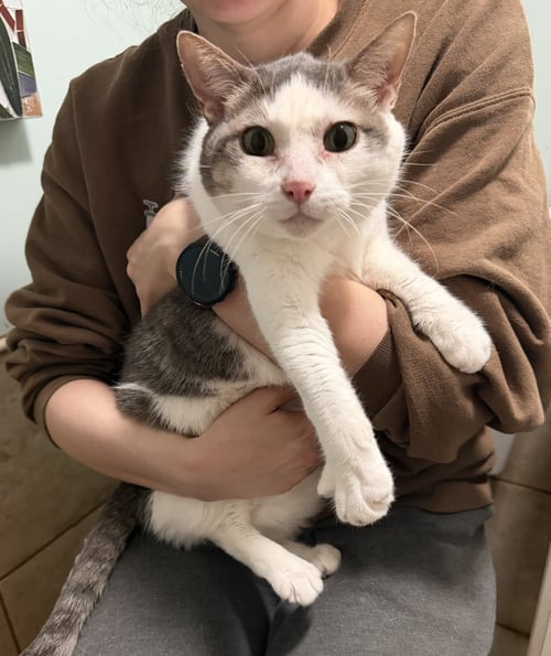 MAMA - Domestic Short Hair available for adoption