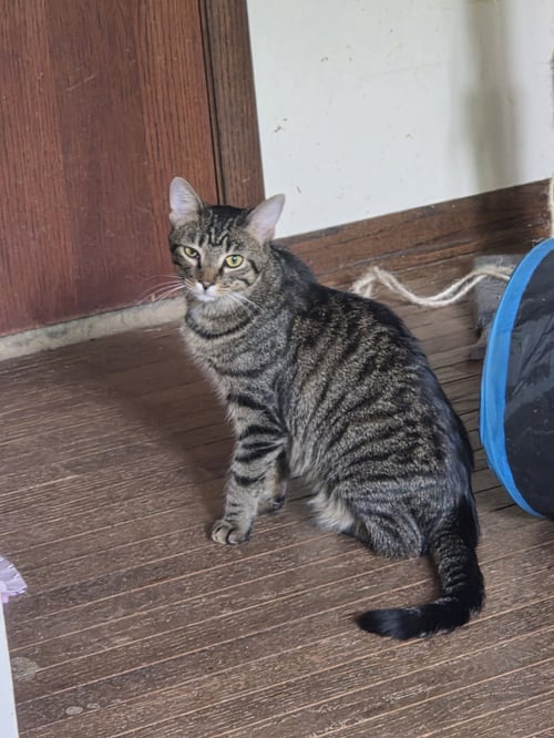 PEACHES - Domestic Short Hair available for adoption