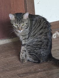 Peaches - Photo 3