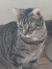 Peaches - Photo 4