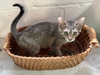 Molly - Photo 6