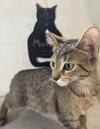 Molly - Photo 5
