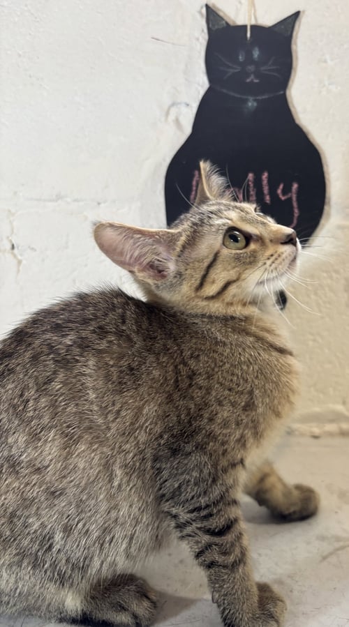 MOLLY - Domestic Short Hair available for adoption