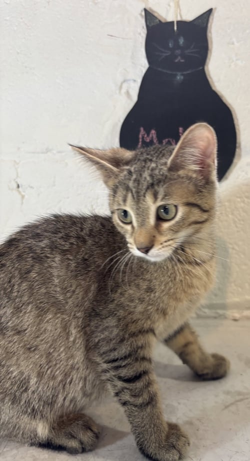 MOLLY - Domestic Short Hair available for adoption