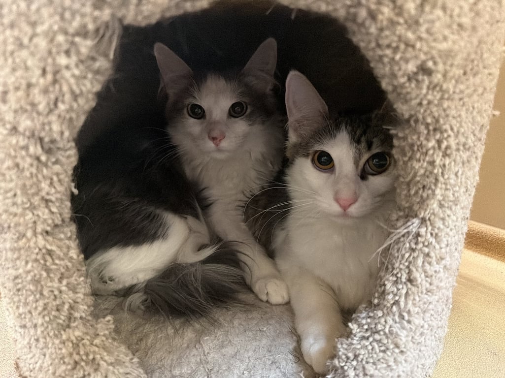 Meeps and Peeps ***BONDED PAIR*** Image