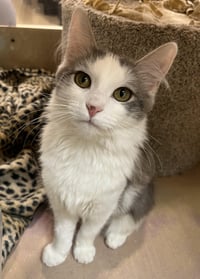 Meeps and Peeps ***BONDED PAIR*** - Photo 2