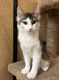 Meeps and Peeps ***BONDED PAIR*** - Photo 3