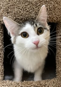 Meeps and Peeps ***BONDED PAIR*** - Photo 4