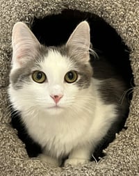 Meeps and Peeps ***BONDED PAIR*** - Photo 5