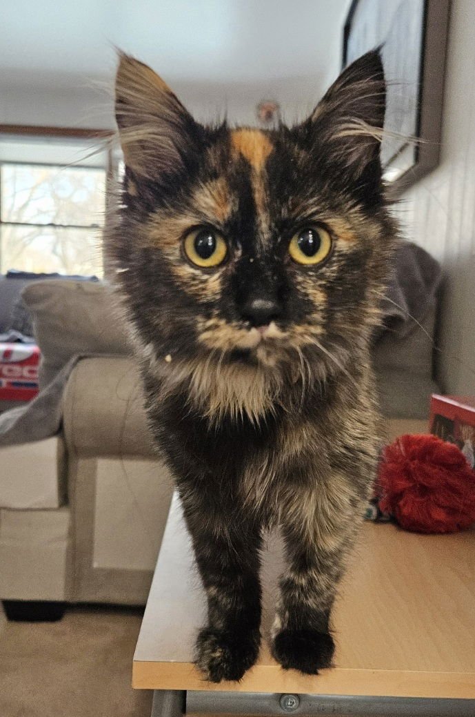 SOLVEIG - Domestic Long Hair available for adoption