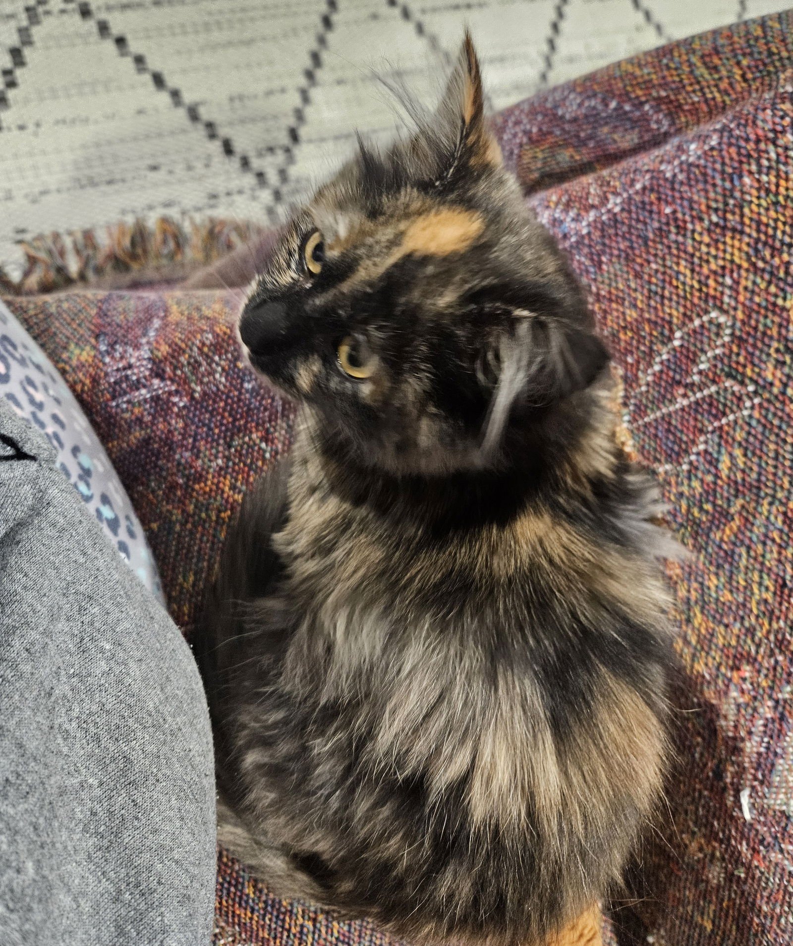 SOLVEIG - Domestic Long Hair available for adoption