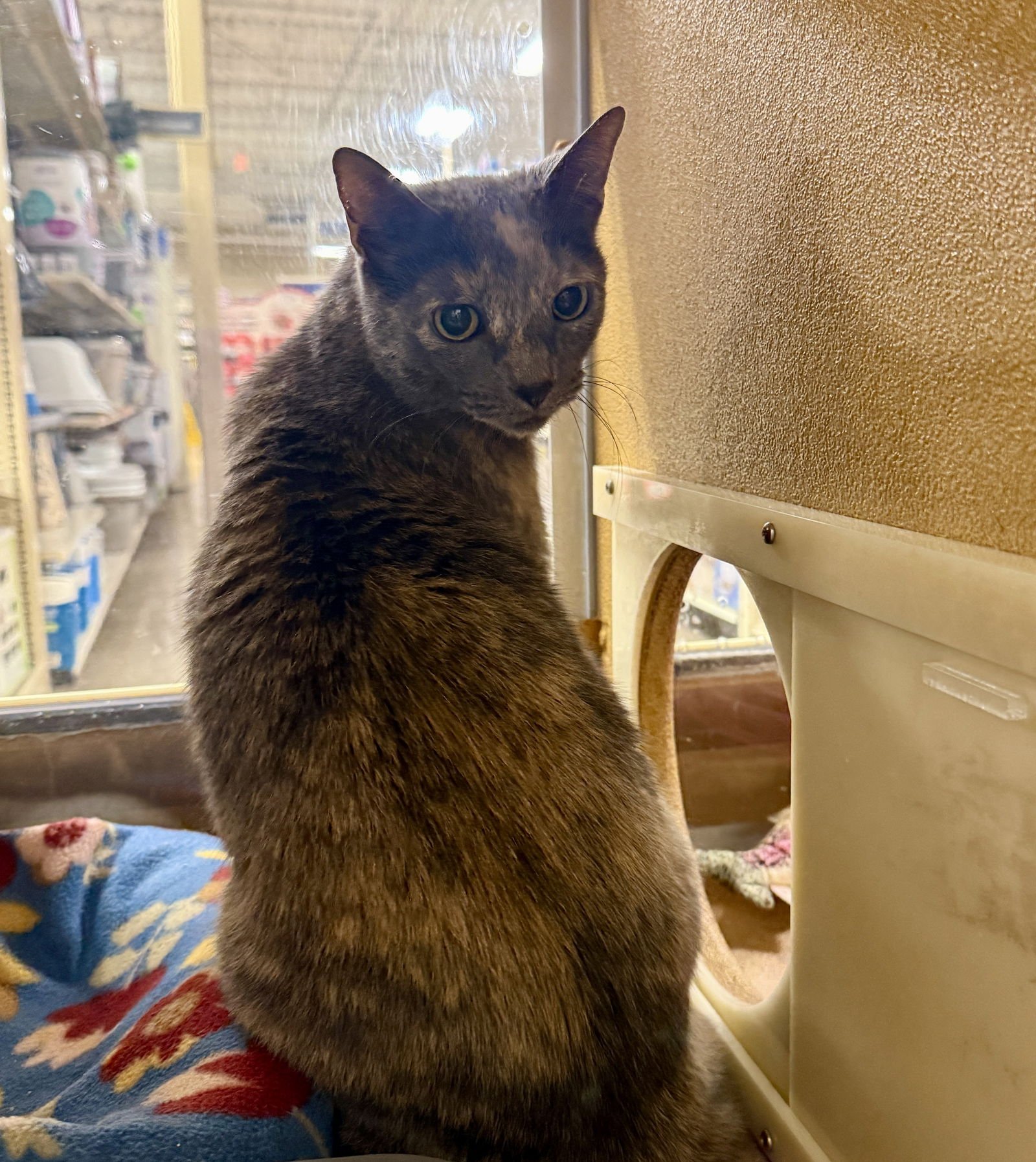 CHEF JOSH - Domestic Short Hair available for adoption