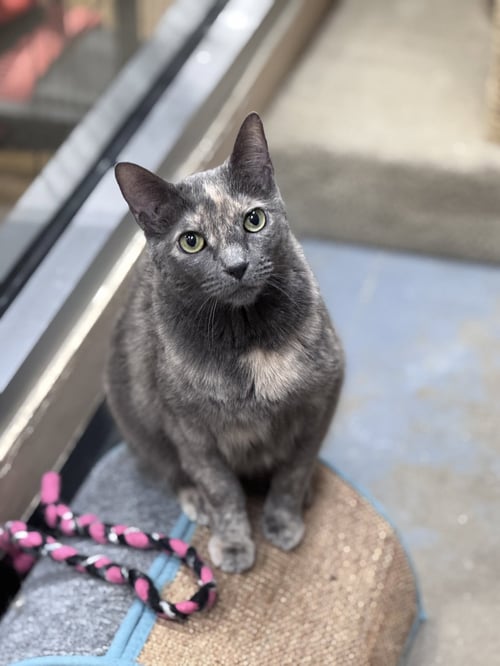CHEF JOSH - Domestic Short Hair available for adoption