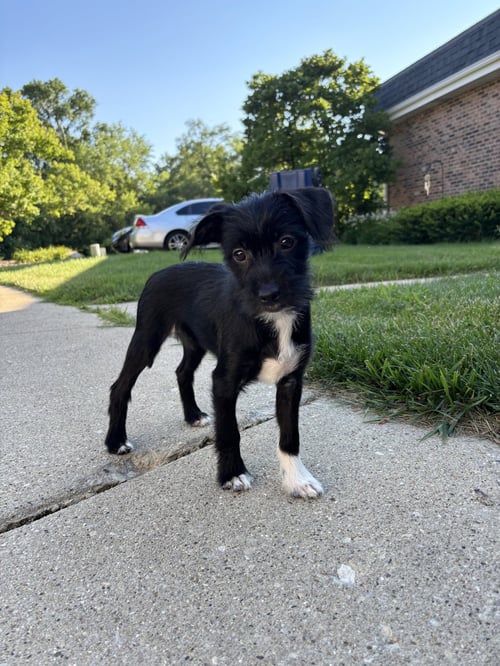 SUPER NOVA - Terrier for adoption in Naperville