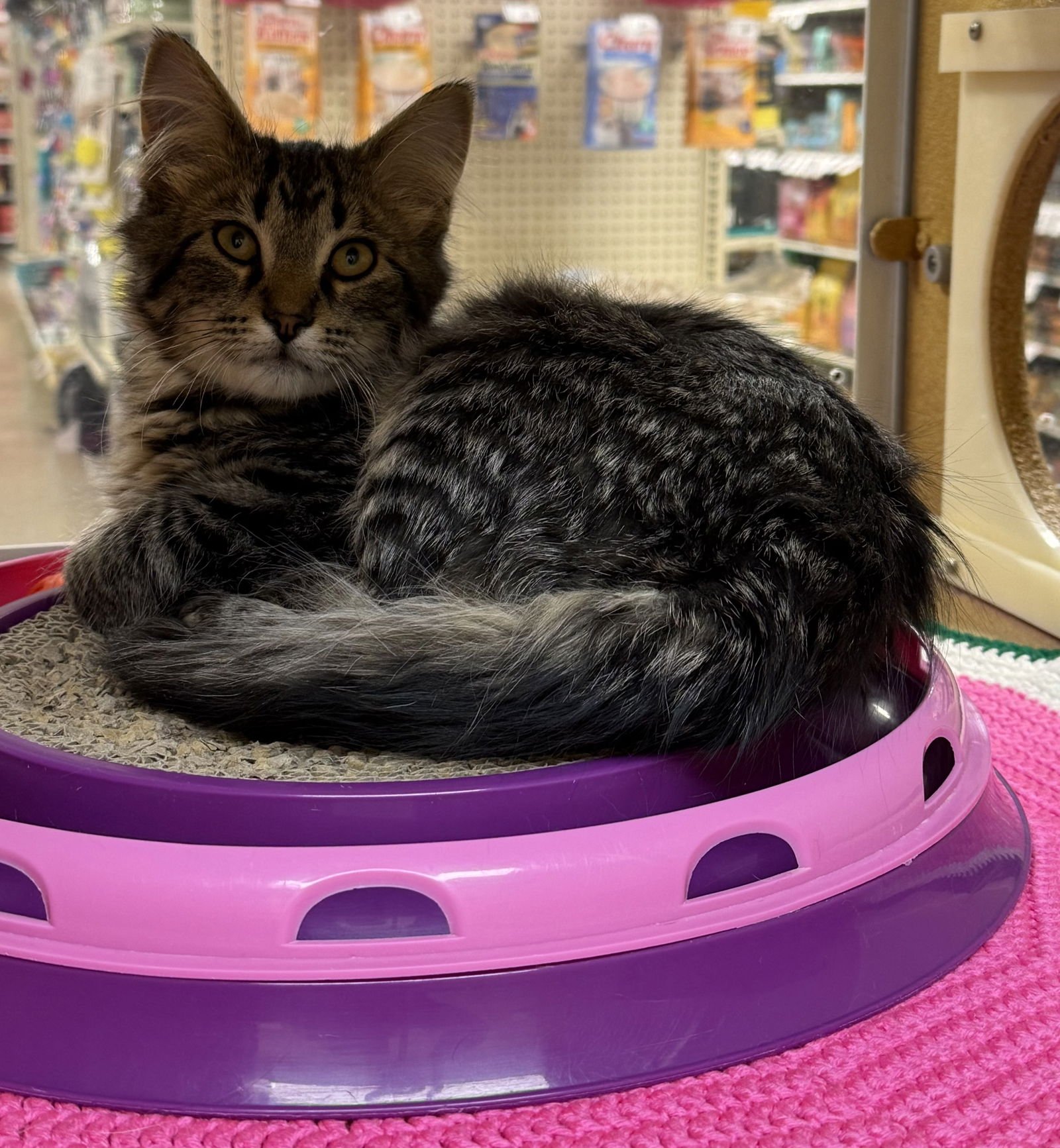 ANTHONY - Domestic Medium Hair available for adoption