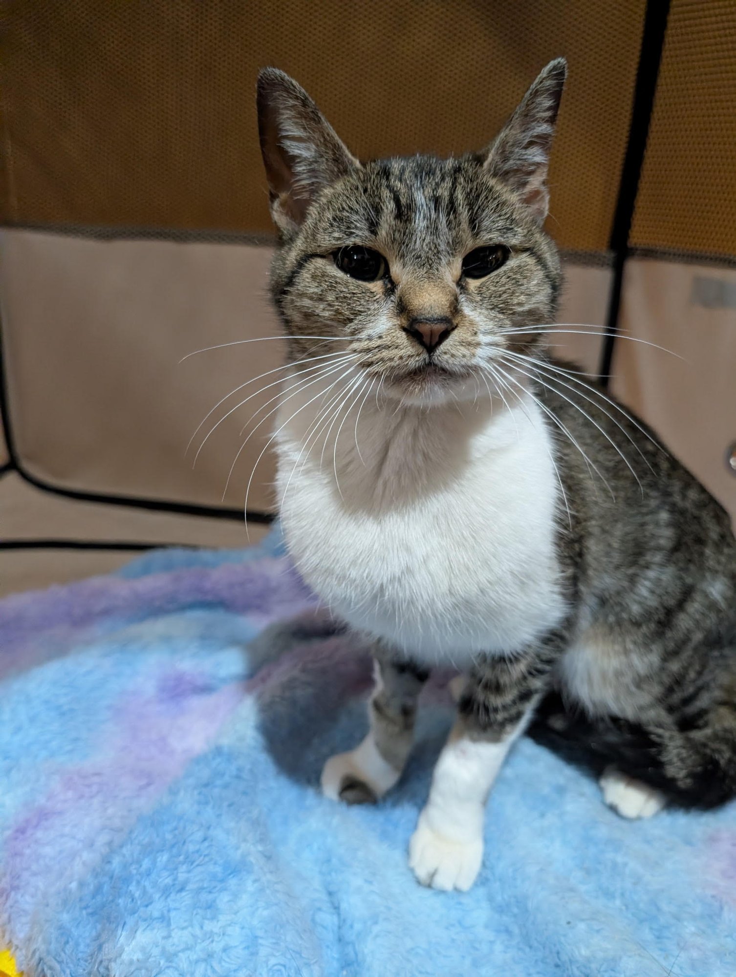 MARIE - Domestic Short Hair available for adoption