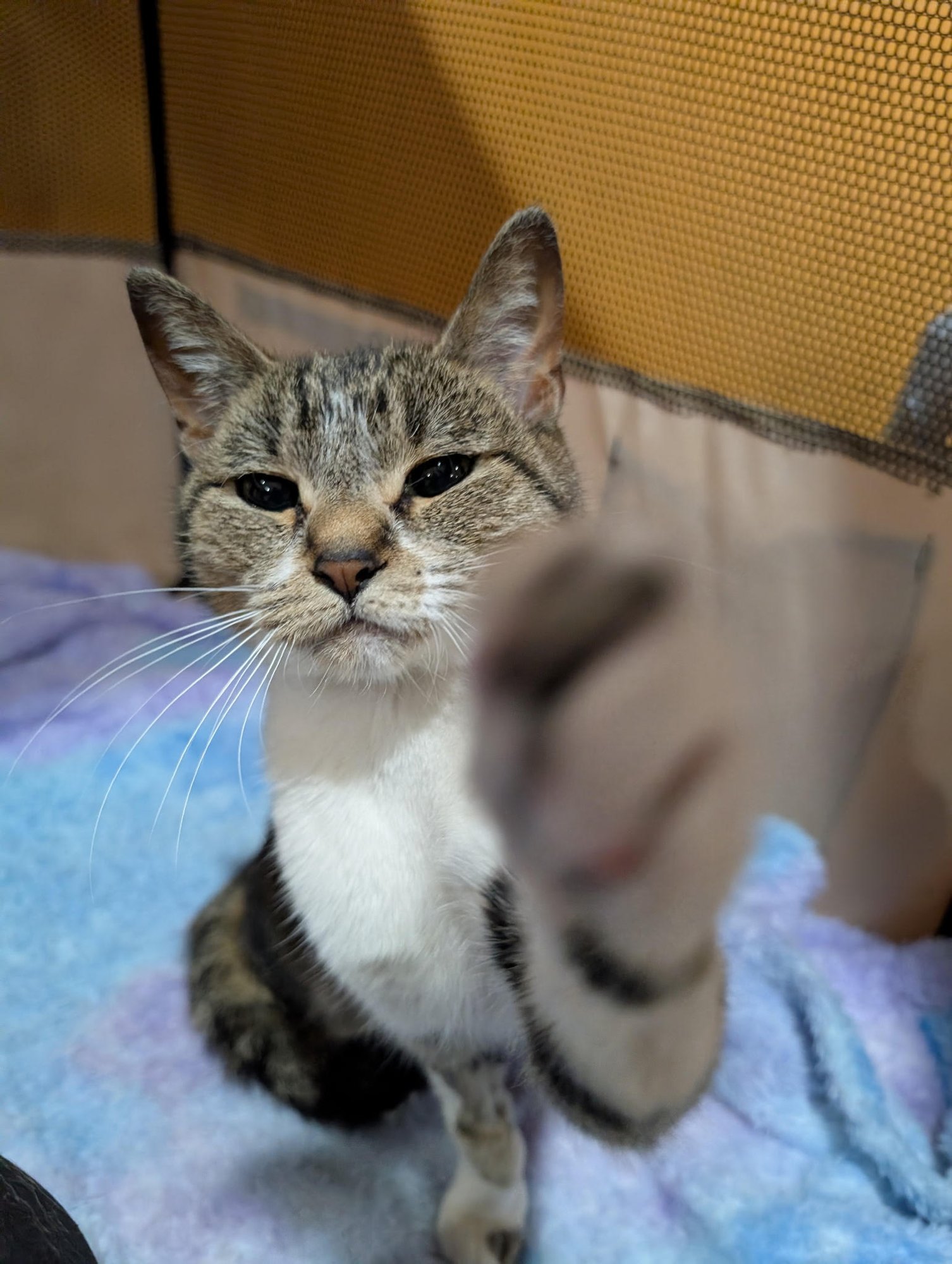 MARIE - Domestic Short Hair available for adoption