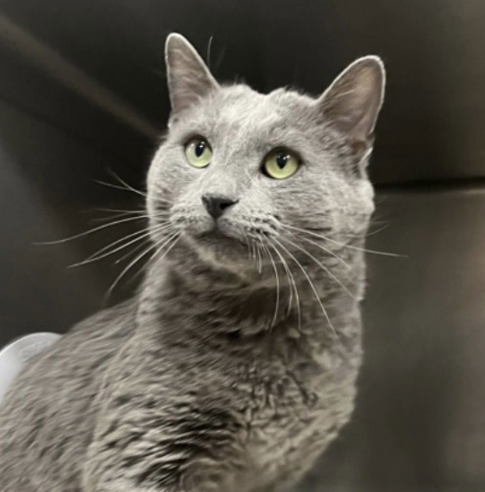 SARDINE - Domestic Short Hair available for adoption