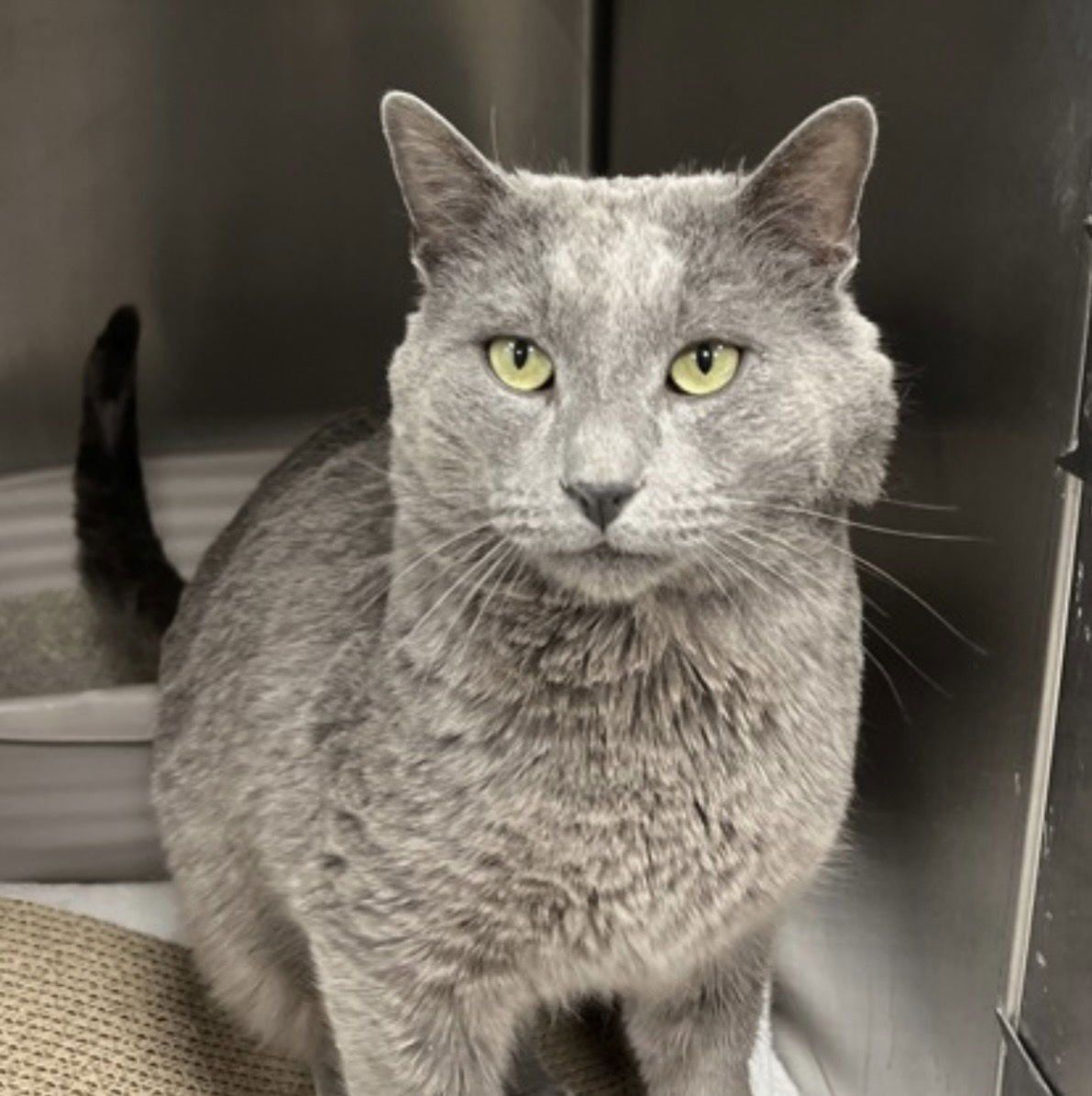 SARDINE - Domestic Short Hair available for adoption