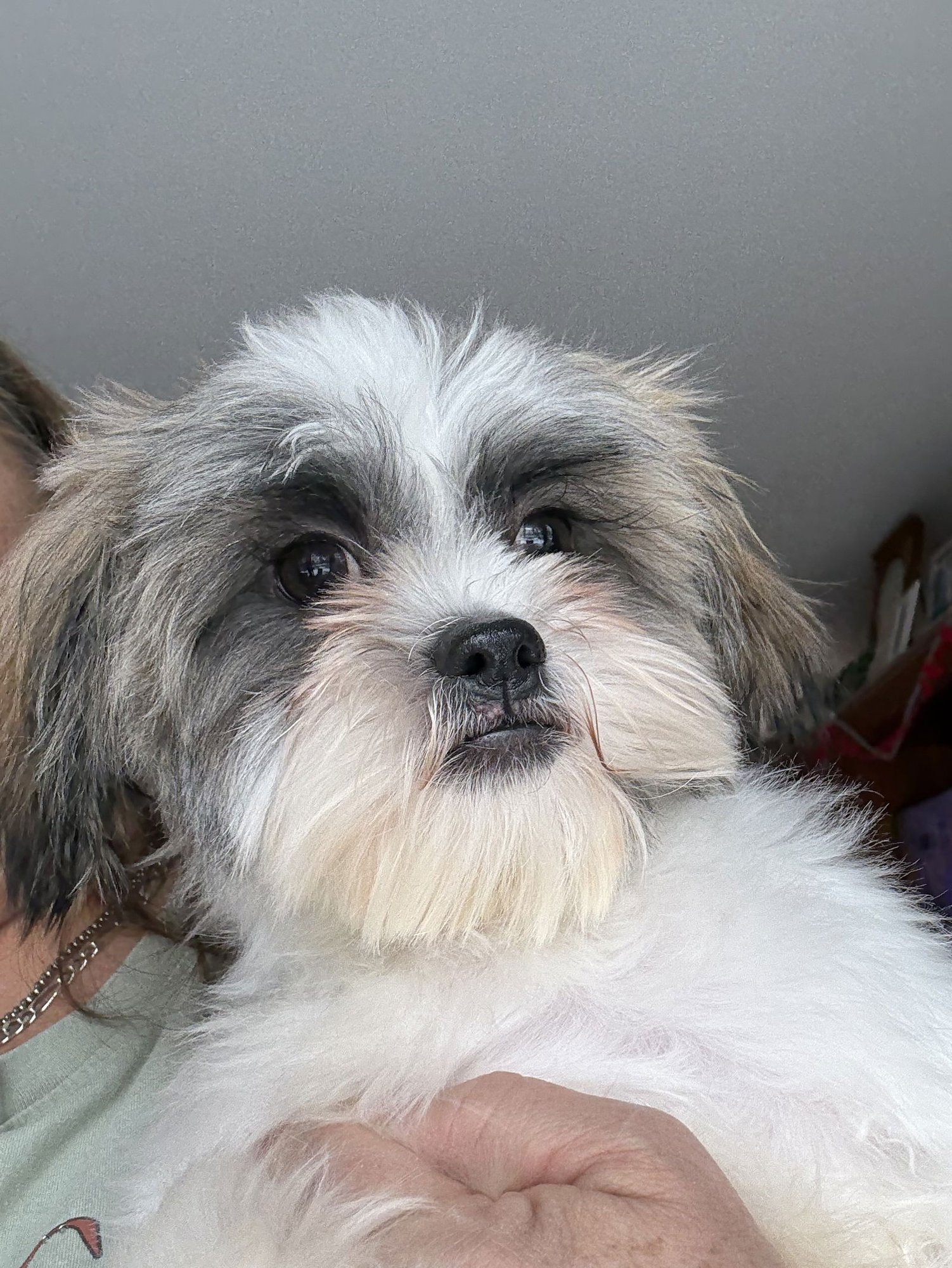 OLIVER - Shih Tzu available for adoption